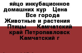 яйцо инкубационное домашних кур › Цена ­ 25 - Все города Животные и растения » Птицы   . Камчатский край,Петропавловск-Камчатский г.